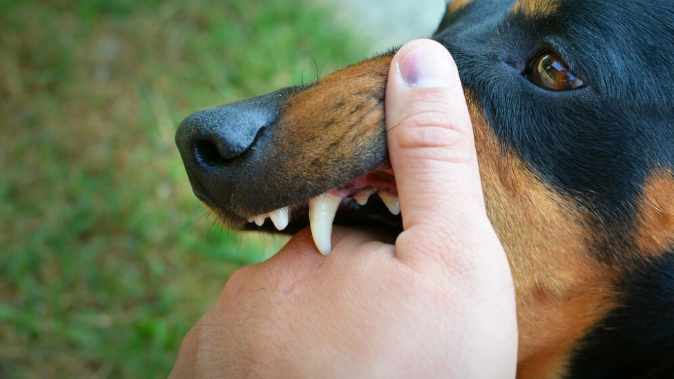 What to Do If Your Dog Bites: A Comprehensive Guide