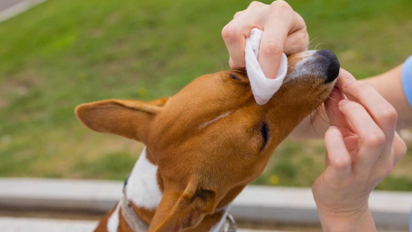 The Dangers of a Swollen Dog Bite: How to Protect Yourself