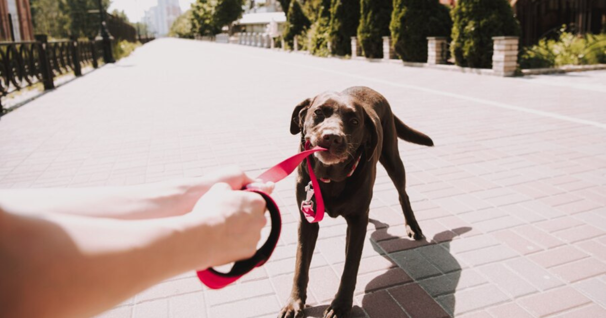 The Dog Bite Attorney Chicago: What You Need to Know
