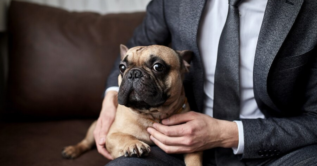  Understanding the Role of a Dog Bite Attorney